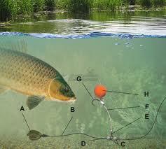 monturi crap - images.jpg